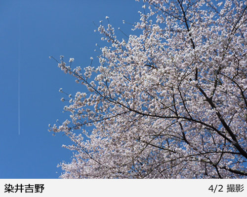 サクラ(桜)染井吉野(ソメイヨシノ)[五年生苗] - 果樹苗・大苗・苗木