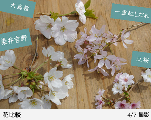 サクラ(桜)染井吉野(ソメイヨシノ)地掘大苗 - 果樹苗・大苗・苗木販売