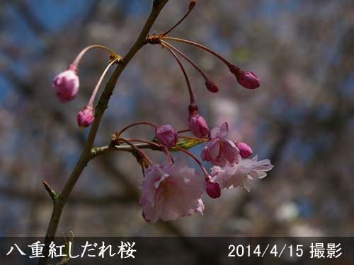 八重紅しだれ桜(ヤエベニシダレザクラ)