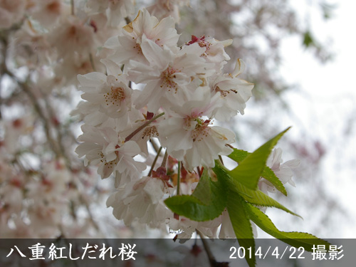 八重紅しだれ桜(ヤエベニシダレザクラ)