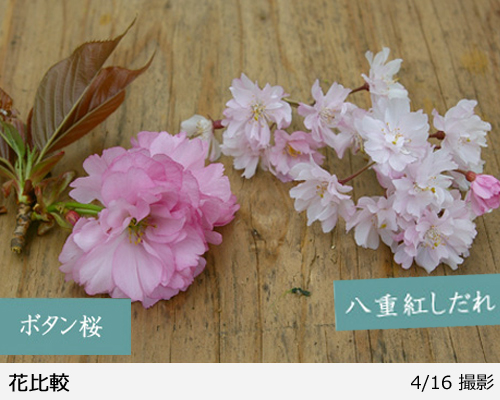 サクラ(桜) 八重紅しだれ桜[三年生苗] - 果樹苗・大苗・苗木販売の隅田