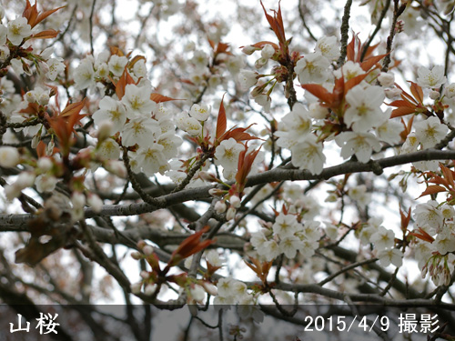 山桜(ヤマザクラ)