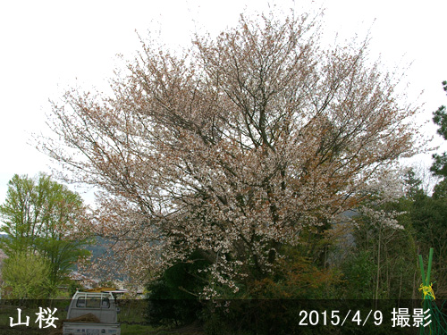 山桜(ヤマザクラ)
