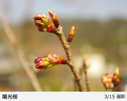 サクラ(桜) 陽光(ヨウコウ)[五年生苗] - 果樹苗・大苗・苗木販売の隅田