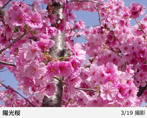 サクラ(桜) 陽光(ヨウコウ)[四年生苗] - 果樹苗・大苗・苗木販売の隅田