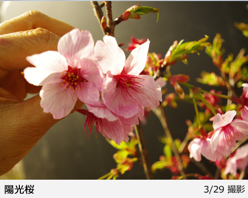 サクラ(桜) 陽光(ヨウコウ)[四年生苗] - 果樹苗・大苗・苗木販売の隅田