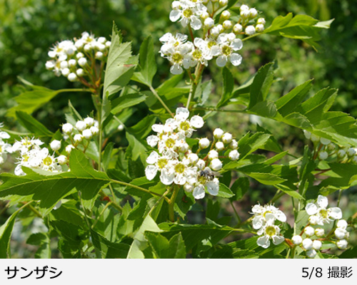サンザシ(山査子) 西安(セイアン)の地掘大苗 - 果樹苗・大苗・苗木販売