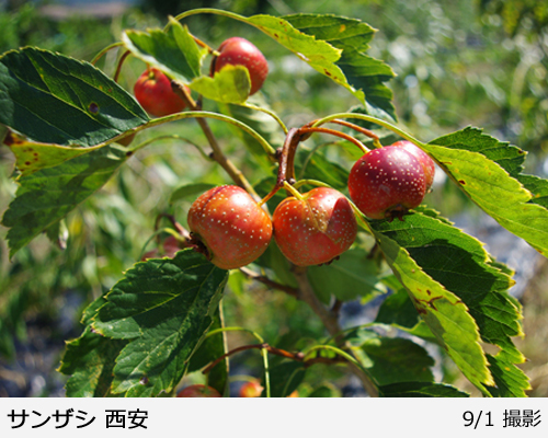 サンザシ(山査子) 西安(セイアン)の地掘大苗 - 果樹苗・大苗・苗木販売
