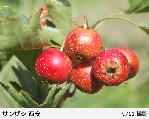 サンザシ(山査子) 西安(セイアン)の地掘大苗 - 果樹苗・大苗・苗木販売