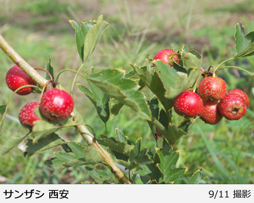 サンザシ(山査子) 西安(セイアン)の地掘大苗 - 果樹苗・大苗・苗木販売