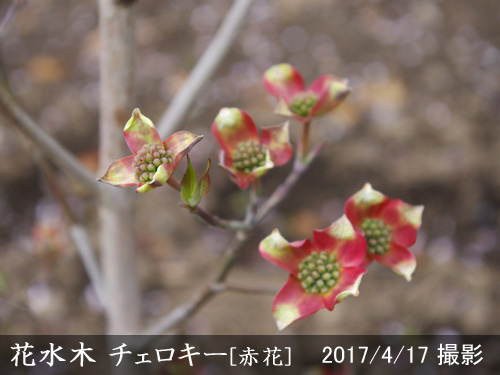 ハナミズキ(花水木)