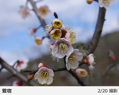 富貴蘭 鶯宿梅 1条 (葉は、10枚程度、花は付いてません でも、開花
