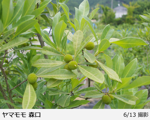 ヤマモモ(山桃) 森口(もりぐち)の地中ポット苗 - 果樹苗・大苗・苗木