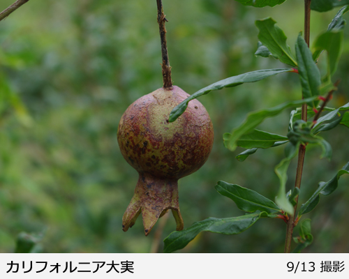 カリフォルニア大実ザクロ(柘榴)の地中ポット苗 - 果樹苗・大苗・苗木