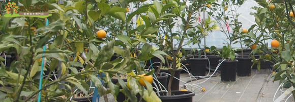カンキツ(柑橘)類