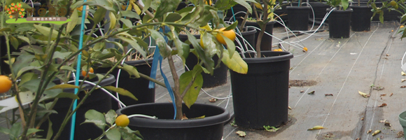 年中出荷可能な鉢苗