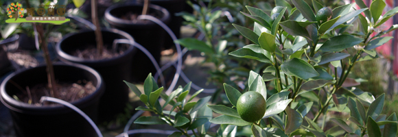 年中出荷可能な鉢苗